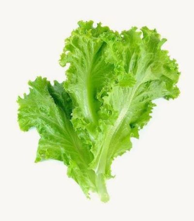 লেটুসপাতা-Lettuce-Pata