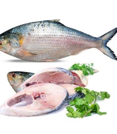ইলিশ-মাছ-hilsa-fish