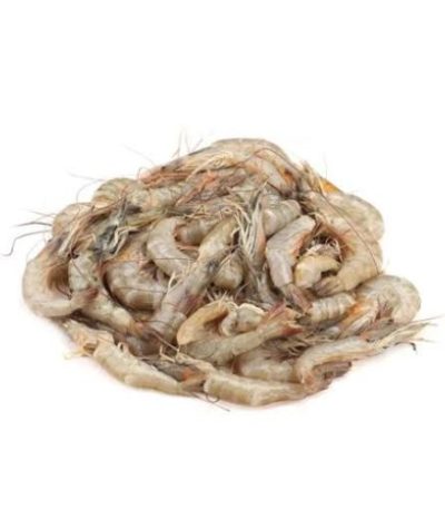 চিংড়ি-the-shrimp