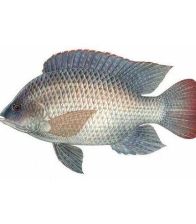 তেলাপিয়া-মাছ-Tilapia-fish