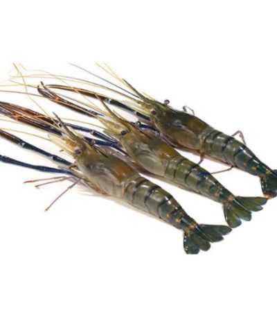 বড়-চিংড়ি-the-Big-shrimp