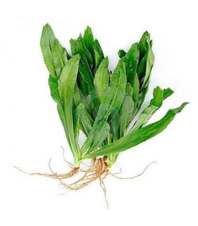 বিলাতি-ধনিয়া-পাতা-Coriander-leaves