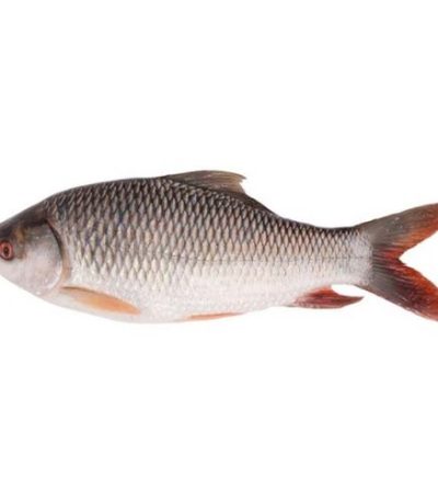 রুই-মাছ-Cotton-fish